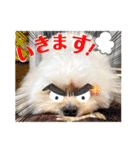 愛犬だいず⭐︎スタンプの巻（個別スタンプ：9）