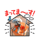愛犬だいず⭐︎スタンプの巻（個別スタンプ：10）