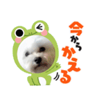 愛犬だいず⭐︎スタンプの巻（個別スタンプ：11）