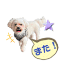 愛犬だいず⭐︎スタンプの巻（個別スタンプ：12）
