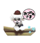 愛犬だいず⭐︎スタンプの巻（個別スタンプ：13）