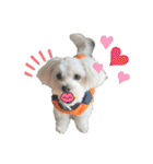 愛犬だいず⭐︎スタンプの巻（個別スタンプ：14）