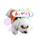 愛犬だいず⭐︎スタンプの巻（個別スタンプ：15）