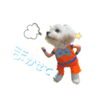 愛犬だいず⭐︎スタンプの巻（個別スタンプ：16）