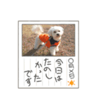 愛犬だいず⭐︎スタンプの巻（個別スタンプ：18）