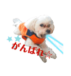 愛犬だいず⭐︎スタンプの巻（個別スタンプ：19）