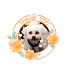 愛犬だいず⭐︎スタンプの巻（個別スタンプ：20）