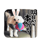 愛犬だいず⭐︎スタンプの巻（個別スタンプ：23）