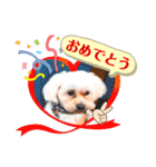 愛犬だいず⭐︎スタンプの巻（個別スタンプ：24）