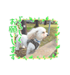 愛犬だいず⭐︎スタンプの巻（個別スタンプ：26）
