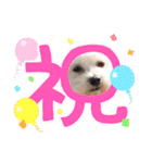 愛犬だいず⭐︎スタンプの巻（個別スタンプ：27）