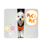 愛犬だいず⭐︎スタンプの巻（個別スタンプ：28）