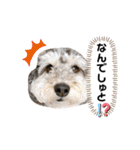 タルトのスタンプでしゅ❣️（個別スタンプ：14）