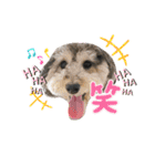 タルトのスタンプでしゅ❣️（個別スタンプ：15）