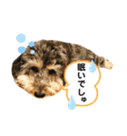タルトのスタンプでしゅ❣️（個別スタンプ：17）