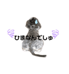 タルトのスタンプでしゅ❣️（個別スタンプ：18）