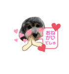 タルトのスタンプでしゅ❣️（個別スタンプ：20）