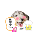 タルトのスタンプでしゅ❣️（個別スタンプ：22）