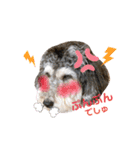 タルトのスタンプでしゅ❣️（個別スタンプ：25）