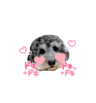 タルトのスタンプでしゅ❣️（個別スタンプ：27）