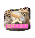 可愛いポメーズスタンプ（個別スタンプ：2）