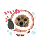 可愛いポメーズスタンプ（個別スタンプ：3）