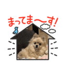 可愛いポメーズスタンプ（個別スタンプ：4）