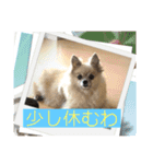可愛いポメーズスタンプ（個別スタンプ：5）