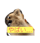 可愛いポメーズスタンプ（個別スタンプ：9）