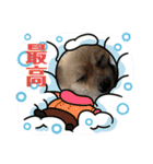 可愛いポメーズスタンプ（個別スタンプ：10）