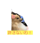 可愛いポメーズスタンプ（個別スタンプ：15）