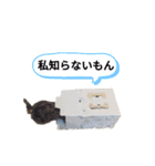 あずのSTAMP（個別スタンプ：11）