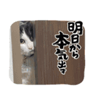 銀汰 麗（個別スタンプ：8）
