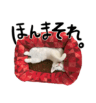 人間みたいなネコ2（個別スタンプ：5）