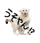 人間みたいなネコ2（個別スタンプ：6）