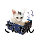 人間みたいなネコ2（個別スタンプ：7）