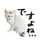 人間みたいなネコ2（個別スタンプ：10）