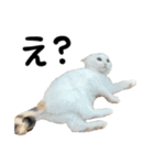 人間みたいなネコ2（個別スタンプ：11）