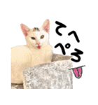 人間みたいなネコ2（個別スタンプ：12）