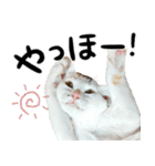人間みたいなネコ2（個別スタンプ：13）