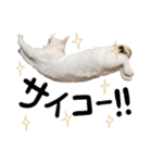 人間みたいなネコ2（個別スタンプ：15）