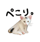 人間みたいなネコ2（個別スタンプ：16）