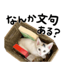 人間みたいなネコ2（個別スタンプ：18）