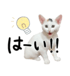 人間みたいなネコ2（個別スタンプ：19）