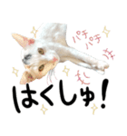 人間みたいなネコ2（個別スタンプ：20）
