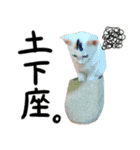 人間みたいなネコ2（個別スタンプ：21）