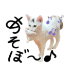 人間みたいなネコ2（個別スタンプ：22）