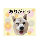 レオとの幸せな時間 LOVE（個別スタンプ：1）
