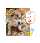 レオとの幸せな時間 LOVE（個別スタンプ：11）