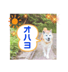 レオとの幸せな時間 LOVE（個別スタンプ：12）
